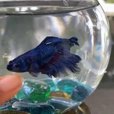 The Aqua profile