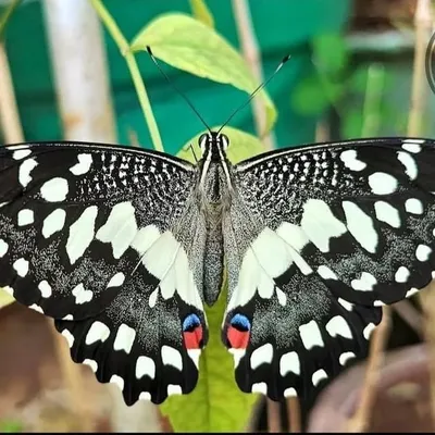 ○NATURE'S CAPTURES○ profile