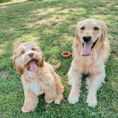Oakley & Nugget | The Golden Boys profile