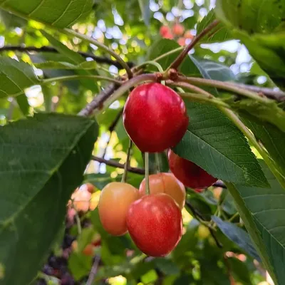 Roxy's home garden ๐ profile