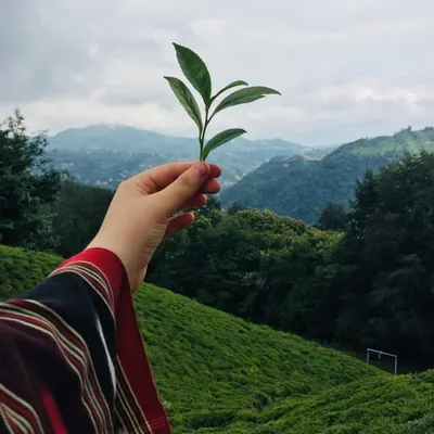 ☁️🌿 profile
