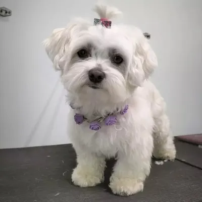 Yuki profile