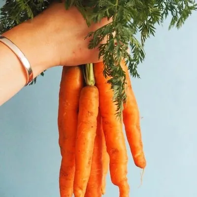 A Bunch Of Carrots profile