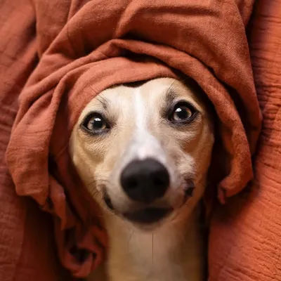 A bunch of dogs trying to make you smile profile