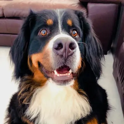 Embley profile