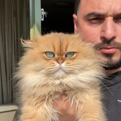 Ahmad hajali🐈 profile