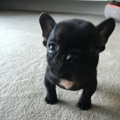 Lola The Frenchie | French Bulldog profile