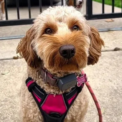 Aaliyah Goldendoodle Supergirl profile
