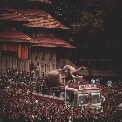 elephant_lover_kerala profile