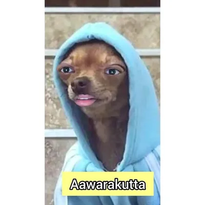 Aawara Kutta profile