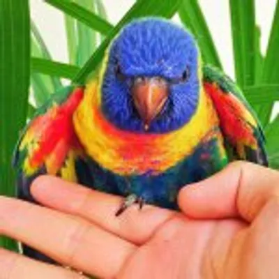 Abdelaziz Bin Ali | Pets profile
