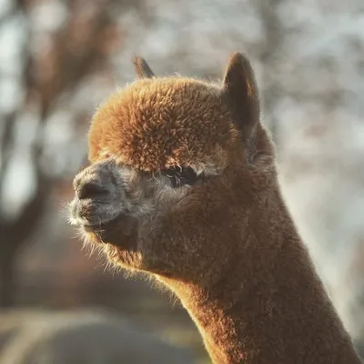 Abolengo de Alpaca profile