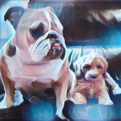 Hazel The Mini-English Bulldog profile