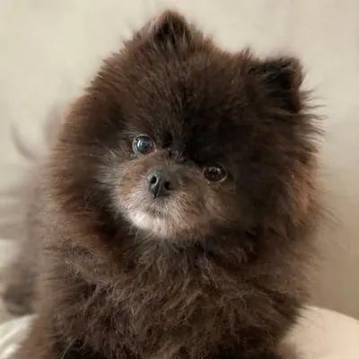 ace the blue pomeranian profile