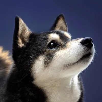 acoshiba(柴犬吾子)あこ profile