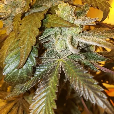 AddisonCtyNoTill profile