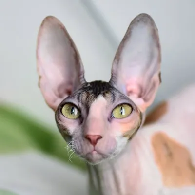 🏆ADEOREX 🐈cornish rex 💎 cat 😻 profile