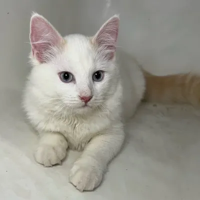 Clone Kitty profile