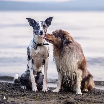 Roni Bedard | dog lover profile