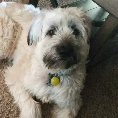 Ralphie • Wheaton Terrier Pup profile