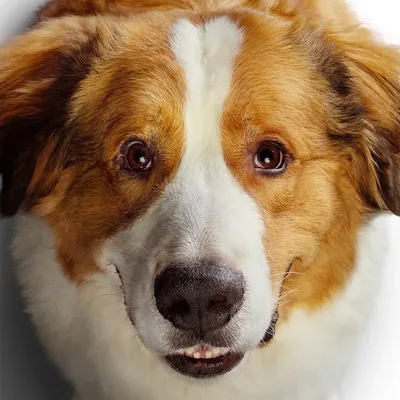 A Dog's Journey profile