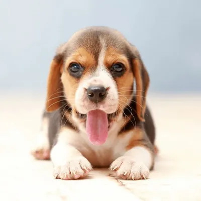 🐾Beagle Dog Lovers 🐾 profile