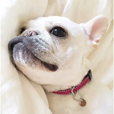 adorable PLUM profile