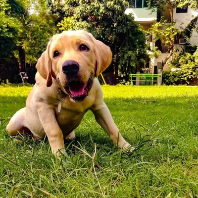 Max profile