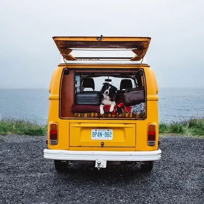all dogs are adventure dogs profile