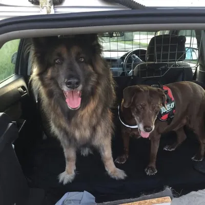 adventures of Carla & Bailey profile