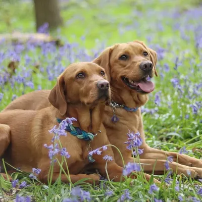 Ruby & Rosie - Fox Red Labs profile
