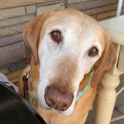 Amos’s Senior Rescue Dogs profile