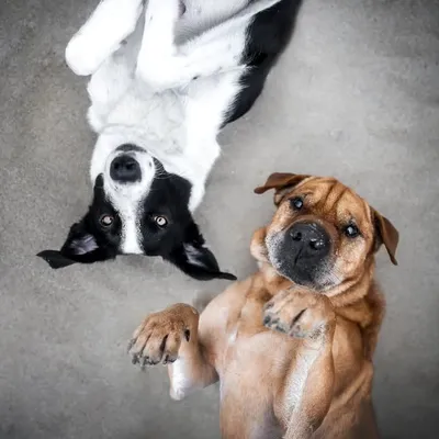 Tyson, Dorie, Tommi & Minnie profile
