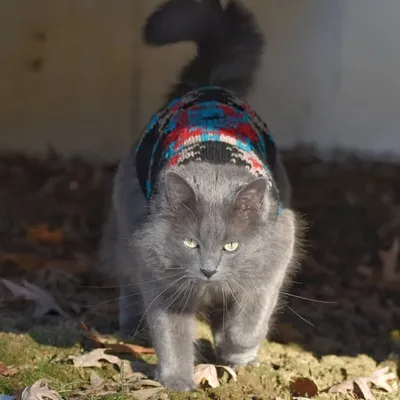 #adventuresofjudethecat profile