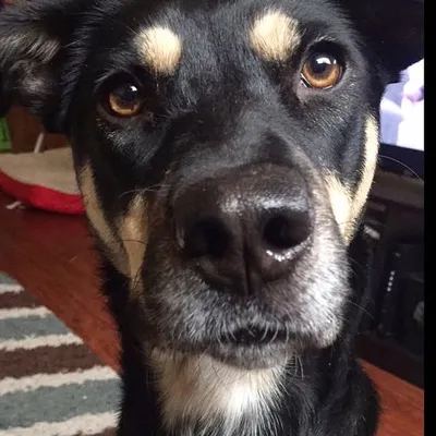 Rosie Girl profile