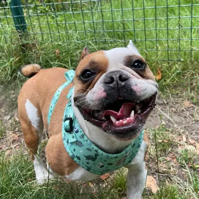 Diary Of Alfie Pie’s Adventures🥧 profile