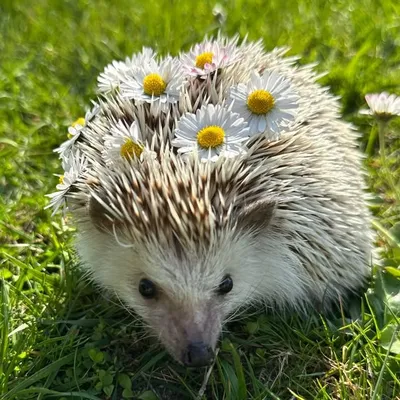 adorable and happy hedgies ๐ฆ๐ฆ๐ฆ profile