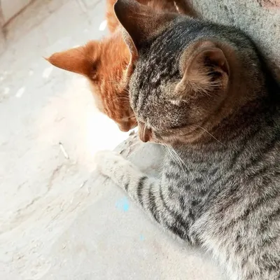 girlhood profile