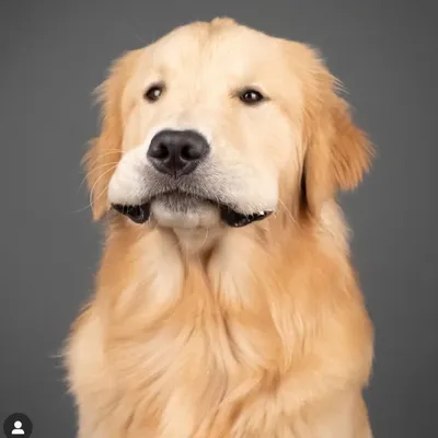 A Golden Named Kevin profile
