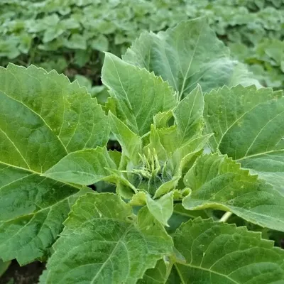 agrigang_clicks profile