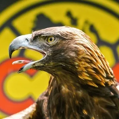 Águilas Del América profile