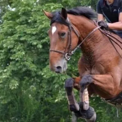 Mon monde à cheval profile