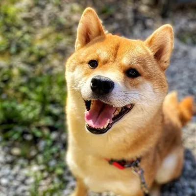 AIKO, THE SHIBA INU 🦊 profile