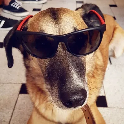 Airon El Perro profile