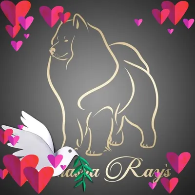 Akasha Rays Samoyeds profile