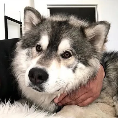 AKILLES profile