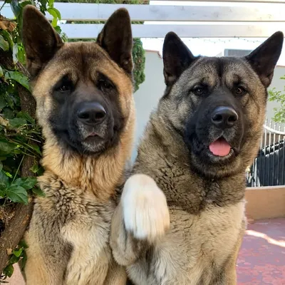 Roxy & Boo❤️❤️ profile