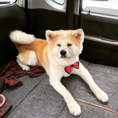 秋田犬のツウ profile