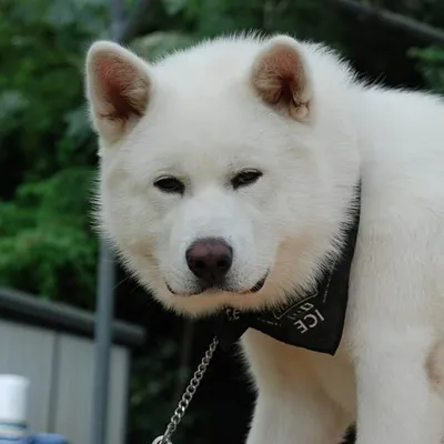 Akita Magazine ๐ฐ๐ถ profile