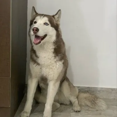 Akku - The Husky profile